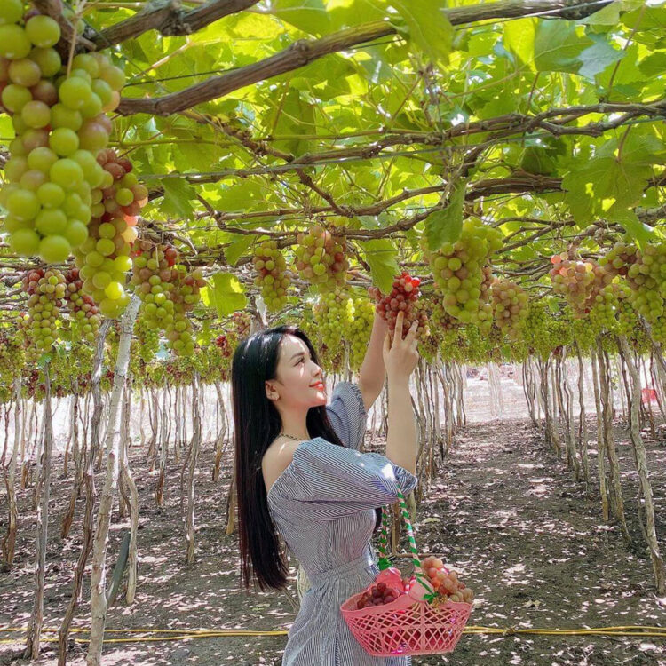 Khám phá vườn nho Phan Thiết